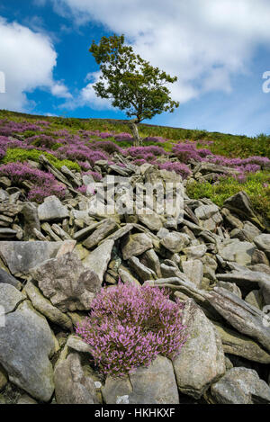 L'été au Crowden en Amérique du Derbyshire. Purple Heather fleurs autour des roches dans ce paysage accidenté et spectaculaire. Banque D'Images