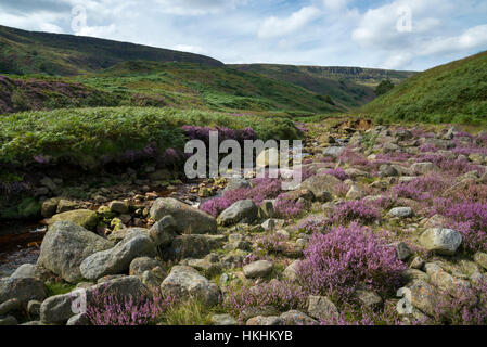 L'été au Crowden en Amérique du Derbyshire. Purple Heather fleurs autour des roches dans ce paysage accidenté et spectaculaire. Banque D'Images