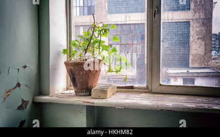 Seule fleur dans un pot en argile sur la fenêtre. Un survivant dans un bâtiment abandonné Banque D'Images