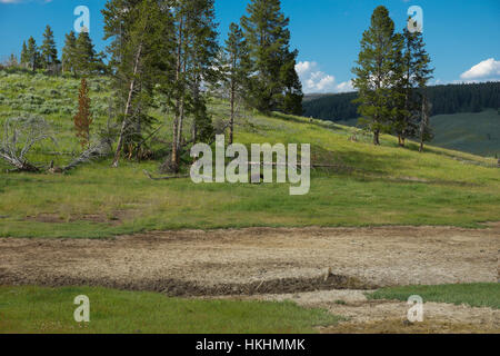 Dans l'ours de Volcan de boue, le Parc National de Yellowstone, Wyoming, USA Banque D'Images