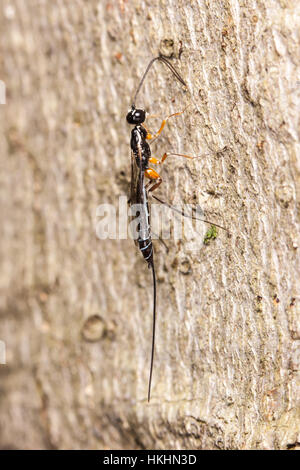 Une guêpe femelle (Podoschistus vittifrons) recherche sur le côté de l'arbre avec ses antennes des larves d'insectes qui laissaient du bois. Banque D'Images