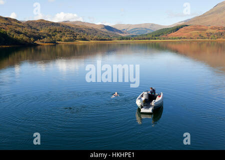 Une femelle wild nageur dans Loch Spelve, Isle of Mull, Scotland, UK Banque D'Images