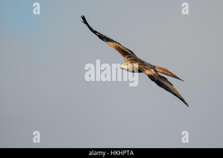 Le milan royal (Milvus milvus) planeur en vol avec des ailes droites. Les moyennes d'oiseau de la Famille des Accipitridae, au Pays de Galles, Royaume-Uni Banque D'Images