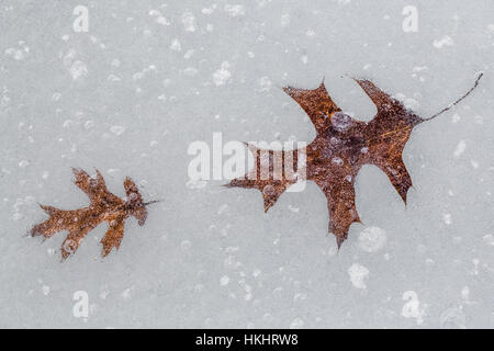 Fallen Northern Red Oak, Quercus rubra, feuilles intégré dans la glace sur le lac des nuages, les lacs, Stanwood, Michigan, USA Banque D'Images