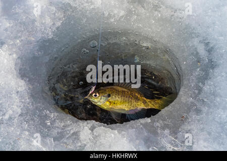 Le crapet arlequin, Lepomis macrochirus, aka sunfish et dorade, détectée lors de la pêche sur glace dans les lacs, Stanwood, Michigan, USA Banque D'Images