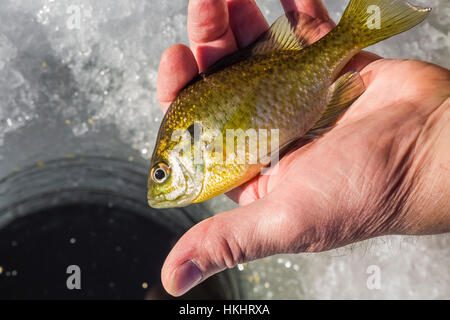 Le crapet arlequin, Lepomis macrochirus, aka sunfish et dorade, détectée lors de la pêche sur glace dans les lacs, Stanwood, Michigan, USA Banque D'Images