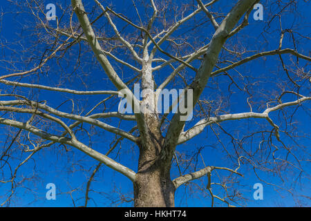 American Sycamore, Platanus occidentalis, au Mound City Group, de Hopewell Culture National Historical Park, Ohio, USA Banque D'Images