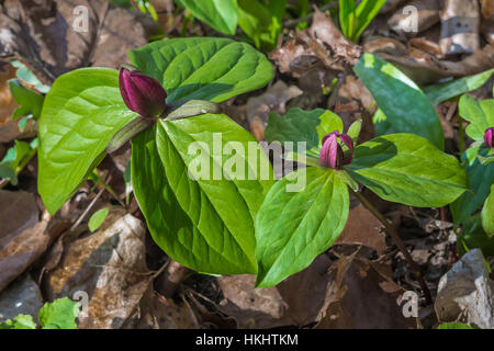 Toadshade Trillium, sessiles, la floraison au printemps en forêt Serpent Mound State Memorial à Adams County, Ohio, USA Banque D'Images