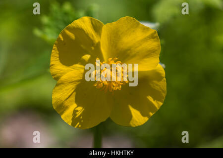 Poppy Stylophorum diphyllum, bois, aka Celandine Poppy et Poppywort, dans la forêt en Serpent Mound State Memorial, Ohio, USA Banque D'Images