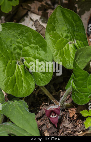 Canadian Wild ginger, Asarum canadense, la floraison dans la forêt en Serpent Mound State Memorial à Adams County, Ohio, USA Banque D'Images