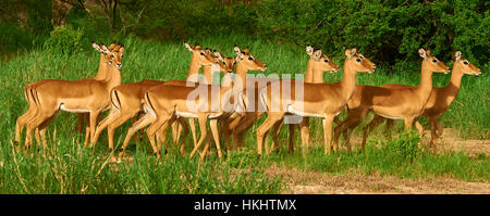 Troupeau d'antilopes Impala déménagement en synchronisation fermer Banque D'Images