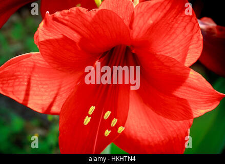 AMARYLLIS ROUGE Banque D'Images
