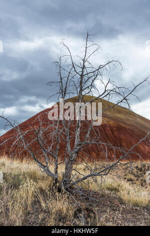 L'Ouest tués par le feu, Juniper Juniperus occidentalis, peint dans les collines, John Day Fossil jumeaux National Monument, Oregon, USA Banque D'Images