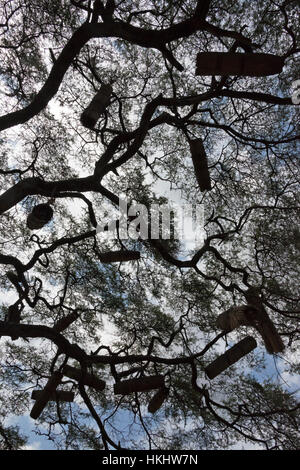 Des ruches sur l'acacia tree, Arba Minch, région des Nations, Nationalités et Peuples de la région, l'Ethiopie' Banque D'Images