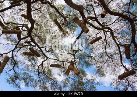 Des ruches sur l'acacia tree, Arba Minch, région des Nations, Nationalités et Peuples de la région, l'Ethiopie' Banque D'Images