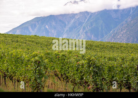 Rangées de vignes avec des montagnes en arrière-plan Banque D'Images