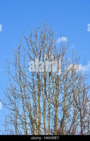 Une terre stérile hiver arbre sans feuilles sur un fond de ciel bleu Banque D'Images