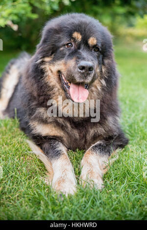 Dogue du Tibet Banque D'Images