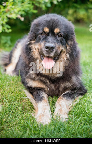 Dogue du Tibet Banque D'Images