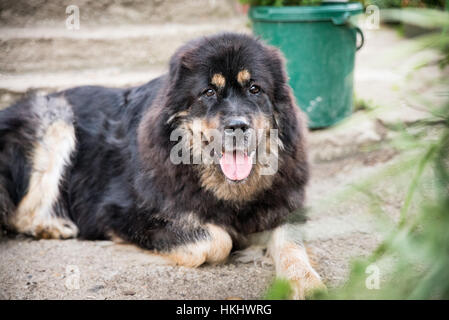 Dogue du Tibet Banque D'Images