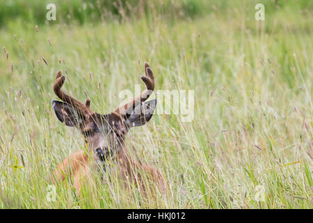 Guadeloupe les cerfs à queue noire (Odocoileus hemionus sitkensis) mâle avec bois en velours, Alaska Wildlife Conservation Center, le centre-sud de l'Alaska Banque D'Images