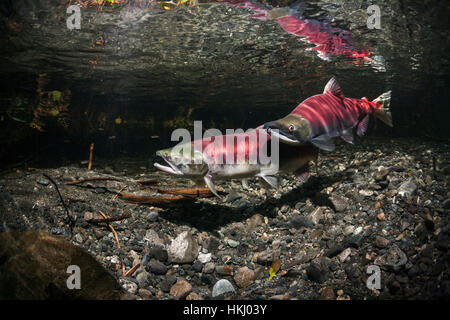 Vue sous-marine d'un saumon sockeye (Oncorhynchus nerka) Paire de frai et d'un challenger au pouvoir mâle Creek près de Cordova, en Alaska, à l'été Banque D'Images