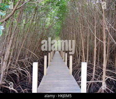 Sentier en bois dans la forêt de mangrove en Thaïlande Chanthaburi Banque D'Images