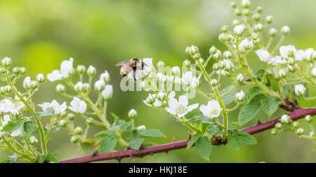 Bumble bee tricolore qui se nourrissent de blackberry en corymbe Banque D'Images