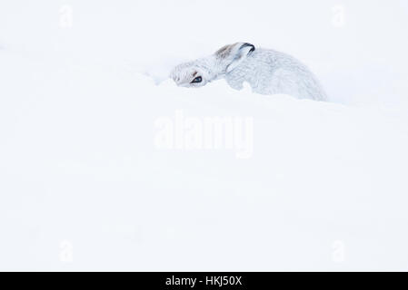 Lièvre variable (Lepus timidus) assis dans la neige, le manteau d'hiver, parc national des Cairngroms, Highlands, Scotland Banque D'Images