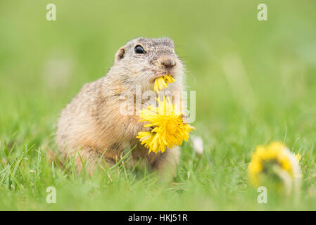 Suslik (Spermophilus) manger le pissenlit (Taraxacum sect. Ruderalia), Parc national du lac de Neusiedl, Seewinkel, Burgenland, Autriche Banque D'Images