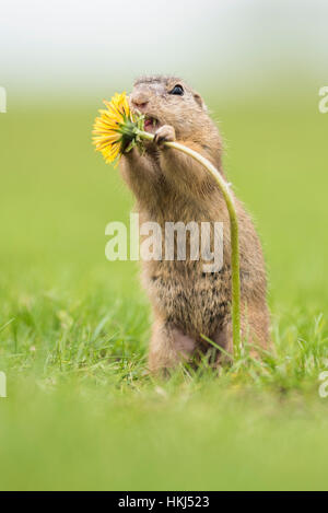 Suslik (Spermophilus citellus) manger le pissenlit (Taraxacum sect. Ruderalia), Parc national du lac de Neusiedl, Seewinkel, Burgenland Banque D'Images