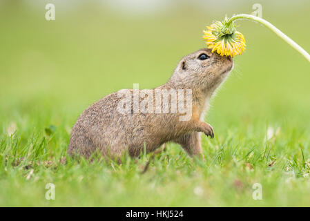 Suslik (Spermophilus citellus) reniflant le pissenlit (Taraxacum sect. Ruderalia), Parc national du lac de Neusiedl, Seewinkel Banque D'Images