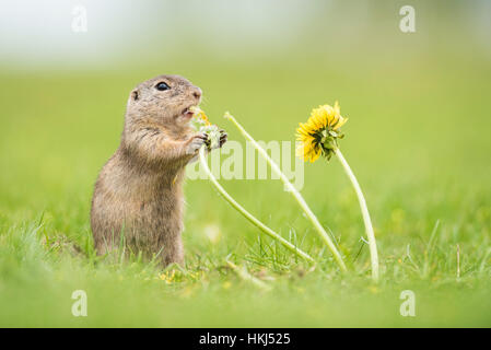 Suslik (Spermophilus citellus) manger le pissenlit (Taraxacum sect. Ruderalia), Parc national du lac de Neusiedl, Seewinkel, Burgenland Banque D'Images