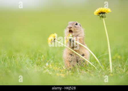 Suslik (Spermophilus) manger le pissenlit (Taraxacum sect. Ruderalia), Parc national du lac de Neusiedl, Seewinkel, Burgenland, Autriche Banque D'Images