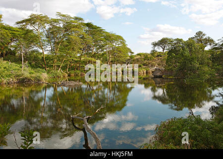 Cours supérieur de ressorts de Mzima, parc national de Tsavo Ouest, comté de Taita-Taveta, Kenya Banque D'Images