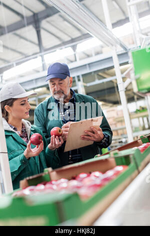 Manager avec le presse-papiers et des travailleurs l'examen de pommes rouges en usine de transformation alimentaire Banque D'Images