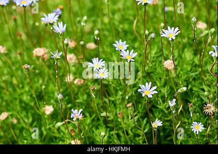 Daisy bleu bigarré dans un jardin ornemental, Tanzanie Banque D'Images