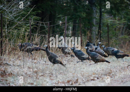 Troupeau de dindons sauvages (Meleagris gallopavo) par une ligne de clôture du Wisconsin. Banque D'Images