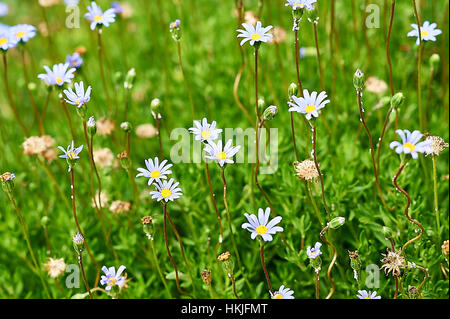 Daisy bleu bigarré dans un jardin ornemental, Tanzanie Banque D'Images