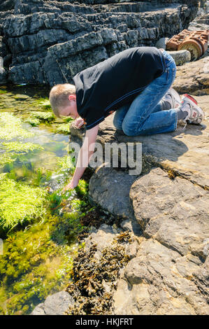 Un adolescent atteint dans un rockpool lors d'une côte rocheuse Banque D'Images