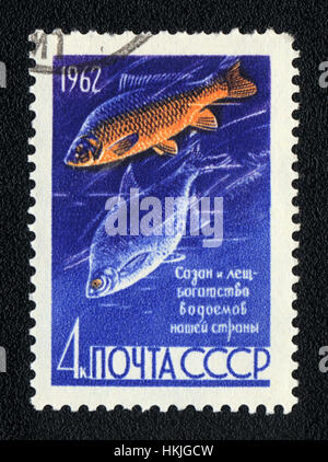 Urss - circa 1962 : timbre imprimé en URSS montre une carpe commune et brème commune (Cyprinus carpio et Abramis brama), série, vers 1962 Banque D'Images