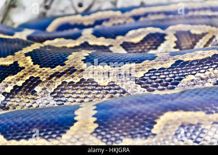 Photo de vrai boa serpent python peau close up Banque D'Images