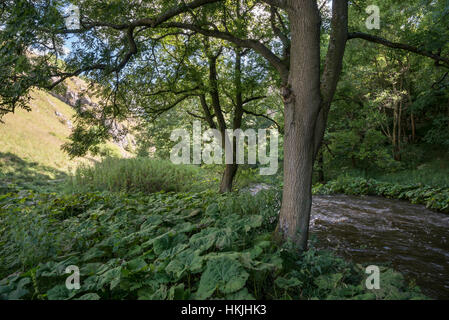 Verdure d'été à côté de la rivière Dove près de Milldale sur la frontière de Derbyshire et Staffordshire. Banque D'Images