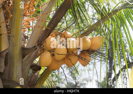 De coco fraîche hanging on palm tree, Tangalle, Province du Sud, Sri Lanka Banque D'Images