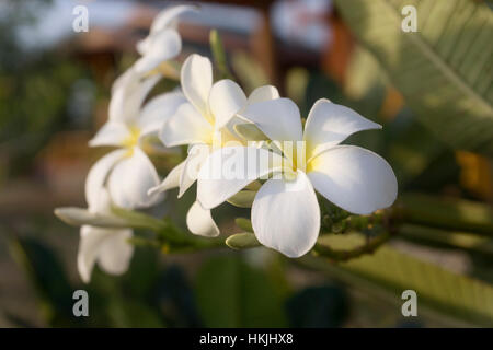 Close up of white frangipani, parc national de Yala, Province de l'Ouest, Sri Lanka Banque D'Images
