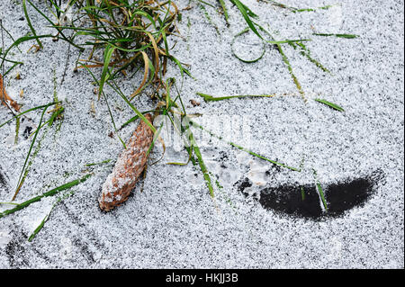 Cône de pin sur la glace avec de l'herbe en hiver Banque D'Images