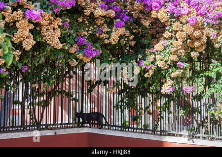 Chat marche à une clôture en jardin, Lisbonne, Portugal Banque D'Images