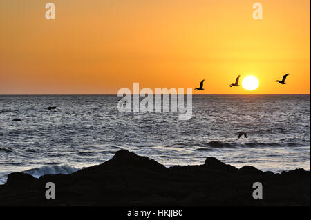 Les oiseaux pendant le coucher du soleil dans l'océan Pacifique Banque D'Images