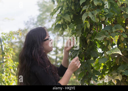 Jeune femme examinant hop bourgeons dans un jardin,Freiburg im Breisgau, Bade-Wurtemberg, Allemagne Banque D'Images