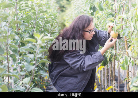 Jeune femme examinant apple en un jardin,Freiburg im Breisgau, Bade-Wurtemberg, Allemagne Banque D'Images